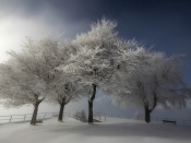 4 Copaci iarna
