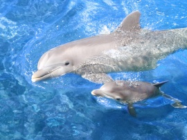 Delfini in piscina (click to view)