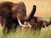 Doi elefanti