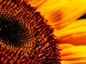 Floarea soarelui