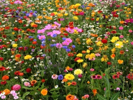 Flori colorate de camp (click to view)