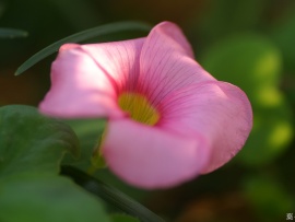Flori frumoase (3) (click to view)
