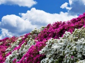 Flori mov,albe si cerul