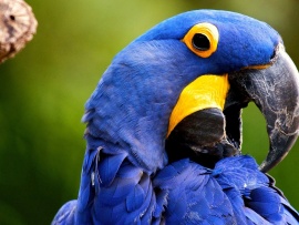 Papagal albastru (click to view)