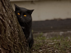 Pisica neagra (click to view)