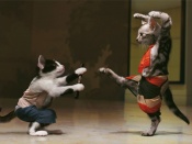 Pisici kung-fu