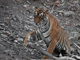 Tigru (click to view)