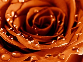 Trandafir macro (click to view)