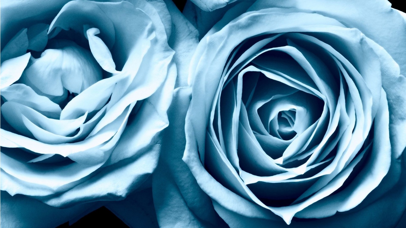 Trandafir albastru