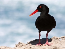 African black oystercatcher (click to view)