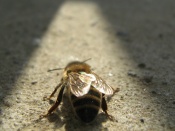Albina pe asfalt