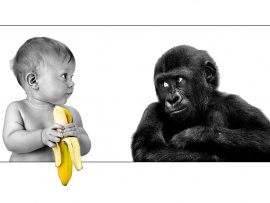 Bebe si gorila (click to view)