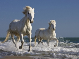 Cai albi pe plaja (click to view)