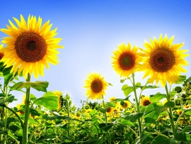 Camp de floarea soarelui (click to view)