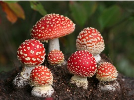 Ciuperci rosii (click to view)