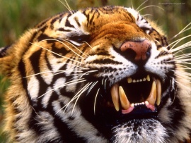 Colti de tigru (click to view)