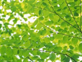 Copac cu frunze verzi (click to view)