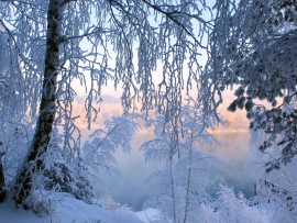Copaci inghetati iarna (click to view)