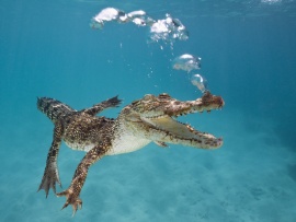 Crocodil sub apa (click to view)