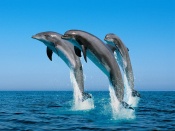 Delfini in saritura