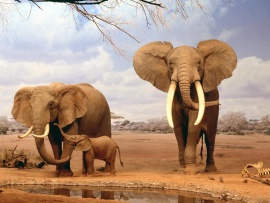 Familie de elefanti (click to view)
