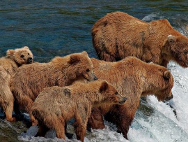 Familie de ursi in apa (click to view)