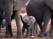 Familie elefanti