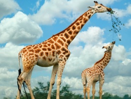 Familie girafe (click to view)