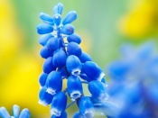 Floare albastra