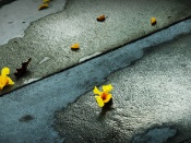 Flori galbene pe asfalt