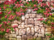 Flori roz pe zid