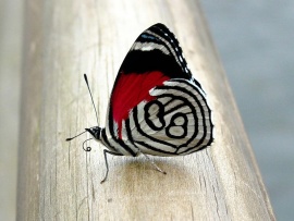 Fluture deosebit (click to view)