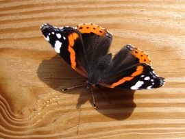 Fluture pe masa (click to view)