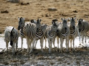 Grup de zebre