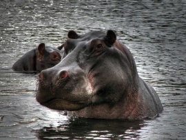 Hipopotam in apa (click to view)