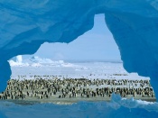 Lumea pinguinilor