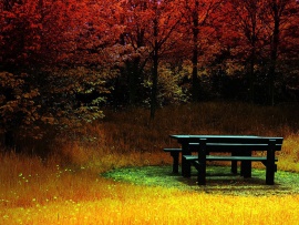 Masa cu scaune in parc (click to view)