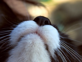 Nas de pisica (click to view)