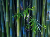 Padure bambus