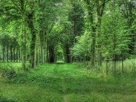 Padure verde (click to view)