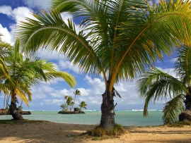 Palmieri pe plaja (click to view)