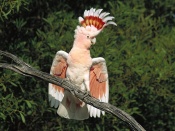 Papagal exotic cu creasta