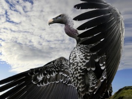 Pasare condor (click to view)