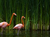 Pasari flamingo
