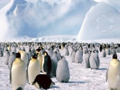 Pinguini la Polul Nord