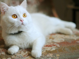Pisica alba (click to view)
