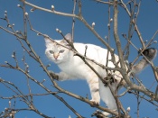 Pisica alba in copac