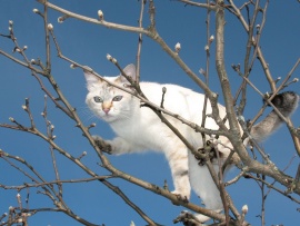 Pisica alba in copac (click to view)