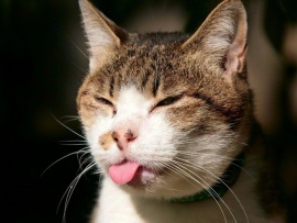Pisica cu limba scoasa (click to view)