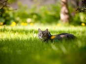Pisica in iarba